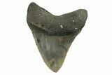 Serrated, Fossil Megalodon Tooth - North Carolina #294533-1